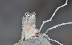 Oplurus cyclurus