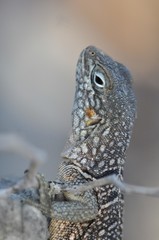 Oplurus cyclurus