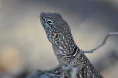 Oplurus cyclurus