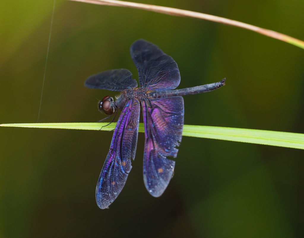 Black Jewel Flutterer