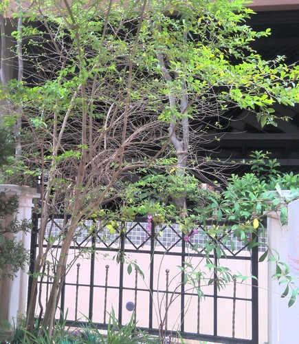 Ficus microcarpa iNat (2)