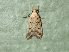 Atheropla decaspila