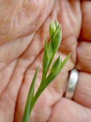 Thelymitra longifolia