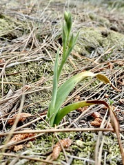 Thelymitra longifolia