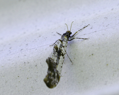 Periclystus circuiter