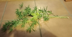 Lupinus arboreus arboreus