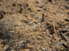 Protogobius photo 3