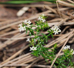 Asperula scoparia