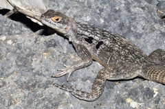 Oplurus quadrimaculatus