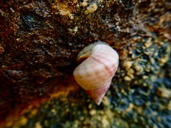 Micrelenchus purpureus