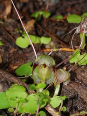 Corybas walliae