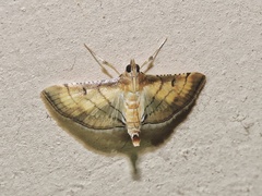 Cnaphalocrocis trebiusalis