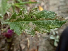 Stigmella ogygia