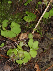 Corybas walliae