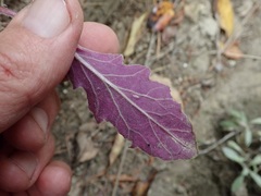 Stigmella ogygia