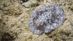 Platydoris scabra