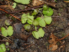 Corybas walliae
