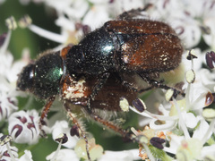 Phyllopertha horticola