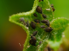 Aphis hederae
