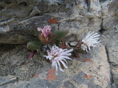 Delosperma esterhuyseniae