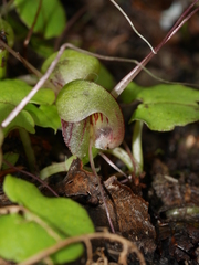 Corybas walliae