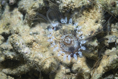 Isarachnanthus