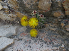 Machairophyllum bijliae
