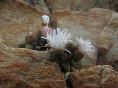 Delosperma esterhuyseniae