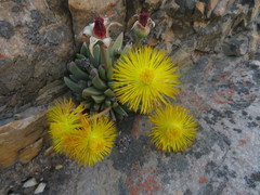 Machairophyllum bijliae