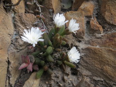 Delosperma esterhuyseniae