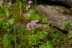 Primula nutans