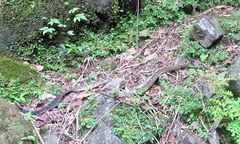 Crotalus molossus nigrescens