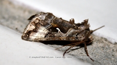 Autographa crypta