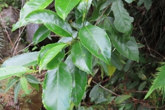 Prunus zippeliana