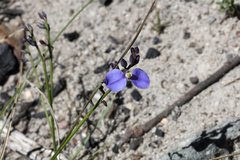 Comesperma sphaerocarpum