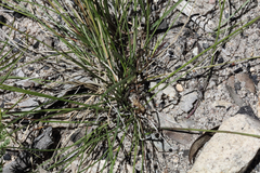 Comesperma sphaerocarpum