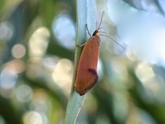 Delexocha ochrocausta