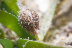 Littorinimorpha
