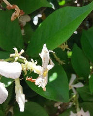 Thomisidae