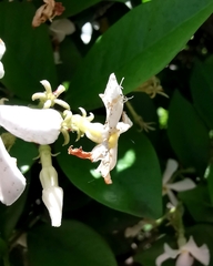Thomisidae