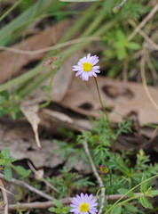 Brachyscome multifida