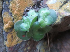 Crassula cremnophila