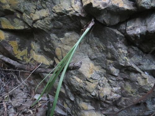 Albuca cremnophila