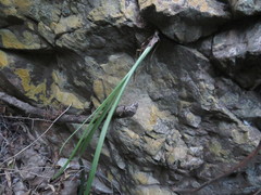 Albuca cremnophila
