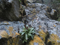 Crassula orbicularis