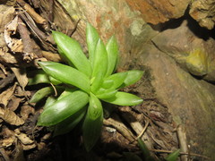Haworthia cooperi