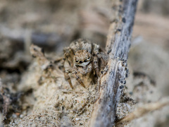 Aelurillus dubatolovi