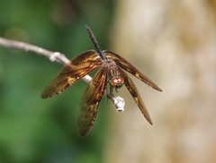 Rhyothemis obsolescens