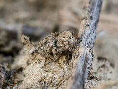 Aelurillus dubatolovi