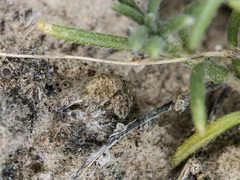 Aelurillus dubatolovi